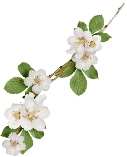 Branch